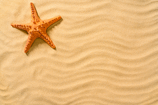 Summer vacations background: orange starfish on golden sandy beach background. The composition is at the left of an horizontal frame leaving useful copy space for text and/or logo at the right. High resolution 42Mp digital capture taken with SONY A7rII and Zeiss Batis 40mm F2.0 CF lens