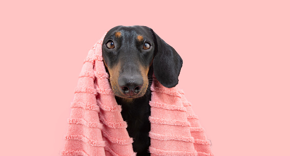 Dachshund puppy dog bathing wearing a coral towel. Isolated on pink pastel background