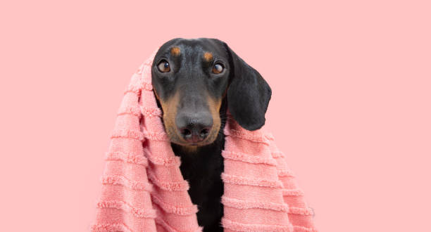 dachshund puppy dog bathing wearing a coral towel. isolated on pink pastel background - dachshund color image dog animal imagens e fotografias de stock