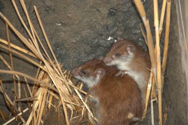 istock Long-tailed Bandicoot Rat (Nesokia bunnii) 1396306115