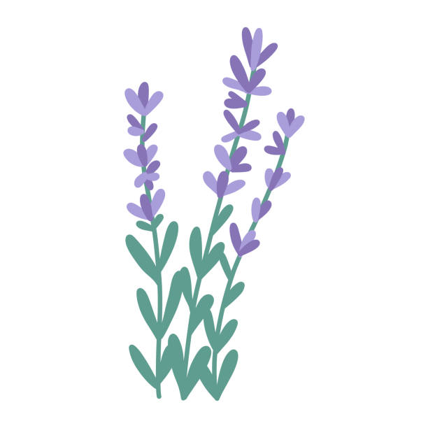 hand drawn bunch of lavender flowers, flat vector illustration isolated on white background. - leylak stock illustrations