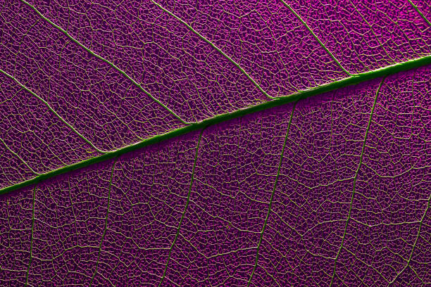 istock skeleton leaf texture macro photography. environmental organic material textured background. elements of nature close-up 1396306752