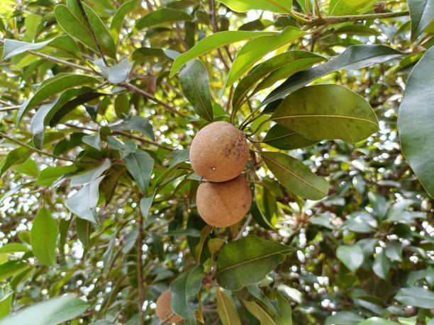 istock Sapote fruit in the Palnt 1396307272