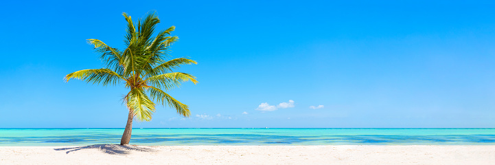 Panorama banner photo of idyllic tropical beach with palm tree