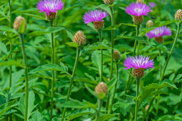 istock Floral background with purple psephellus flowers and flying bee 1396308249