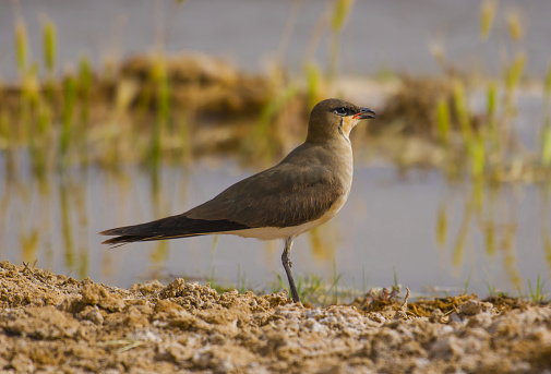 The collared pratincole (Glareola pratincola), also known as the common pratincole or red-winged pratincole, is a wader in the pratincole family, Glareolidae. As with other pratincoles, it is native to the Old World.