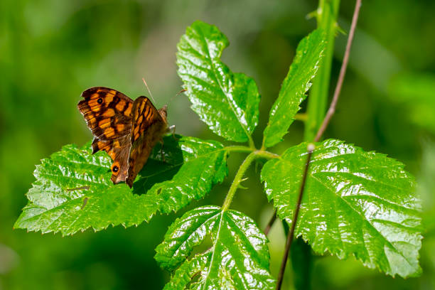 Orange-winged butterfly perched on a green leaf.  colored insects.  macro photo