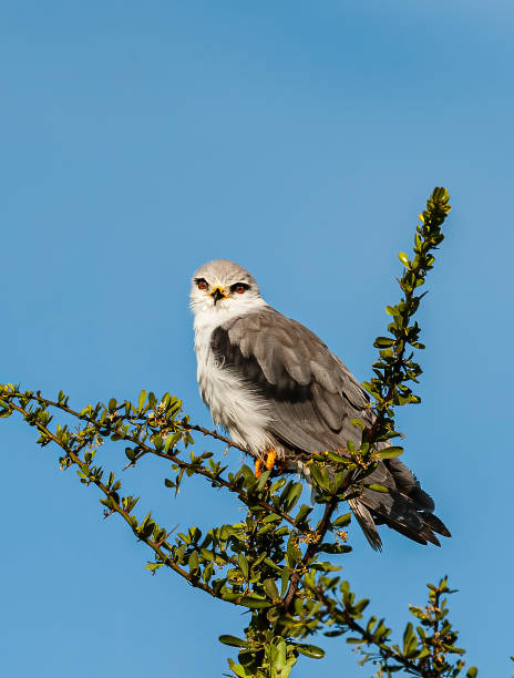The Black-winged Kite (Elanus caeruleus) is a small diurnal bird of prey in the family Accipitridae best known for its habit of hovering over open grasslands in the manner of the much-smaller kestrels. Lake Nakuru National Park, Kenya. Accipitriformes el milano real (elanus caeruleus) es una pequeña ave rapaz diurna de la familia accipitridae, más conocida por su hábito de flotar sobre pastizales abiertos a la manera de los cernícalos mucho más pequeños. parque nacional del lago nakuru, kenia. acc