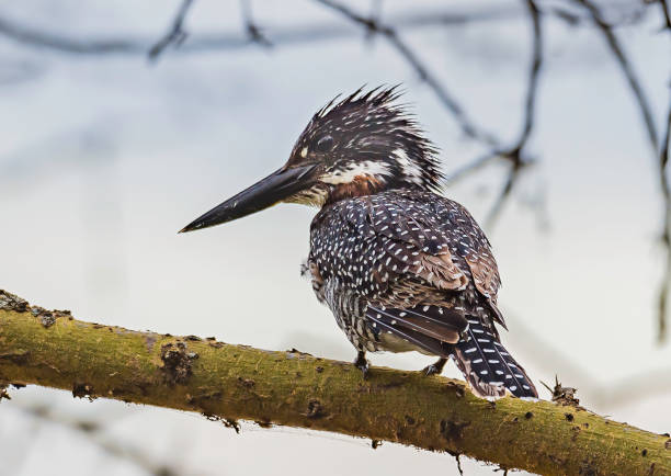 The Giant Kingfisher (Megaceryle maxima) is the largest kingfisher in Africa, where it is a resident breeding bird over most of the continent south of the Sahara Desert other than the arid southwest. lake Nakuru National Park, Kenya. Coraciiformes. el martín pescador gigante (megaceryle maxima) es el martín pescador más grande de África, donde es un ave reproductora residente en la mayor parte del continente al sur del desierto del sahara, excepto en el árido suroeste. parque nacional del lago n