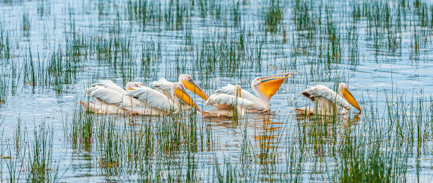 The Great White Pelican (Pelecanus onocrotalus) also known as the Eastern White Pelican, Rosy Pelican or White Pelican is a bird in the pelican family. In Lake Nakuru National Park, Kenya. Group fishing in the lake for a cooperative feeding. el gran pelícano blanco (pelecanus onocrotalus) también conocido como pelícano blanco oriental, pelícano rosado o pelícano blanco es un ave de la familia de los pelícanos. en el parque nacional del lago nakuru, kenia. pesca en grupo en el lago para u