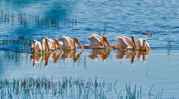 The Great White Pelican (Pelecanus onocrotalus) also known as the Eastern White Pelican, Rosy Pelican or White Pelican is a bird in the pelican family. In Lake Nakuru National Park, Kenya. Group fishing in the lake for a cooperative feeding. el gran pelícano blanco (pelecanus onocrotalus) también conocido como pelícano blanco oriental, pelícano rosado o pelícano blanco es un ave de la familia de los pelícanos. en el parque nacional del lago nakuru, kenia. pesca en grupo en el lago para u