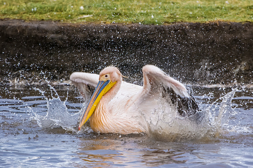 The Great White Pelican (Pelecanus onocrotalus) also known as the Eastern White Pelican, Rosy Pelican or White Pelican is a bird in the pelican family. Washing itself in a fresh water stream entering Lake Nakuru National Park in Kenya. Lots of water splashing and close up of the action.