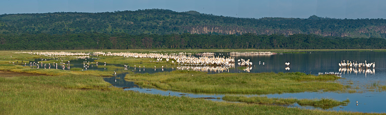 The Great White Pelican (Pelecanus onocrotalus) also known as the Eastern White Pelican, Rosy Pelican or White Pelican is a bird in the pelican family. At Lake Nakuru National Park in Kenya. Panorama of the birds and part of the lake.