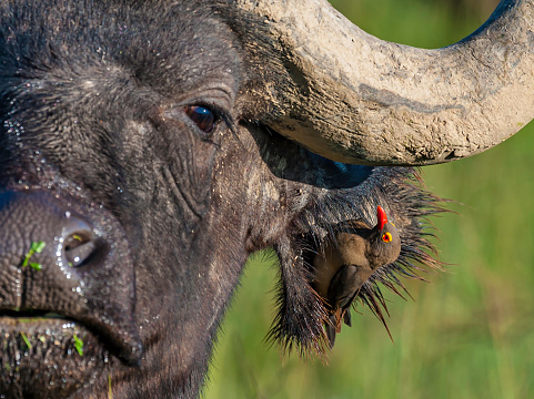 African buffalo use mud to keep cool and offer protection against biting insects