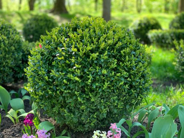 istock Park with shrubs and violet lawns, landscape design. 1396310227