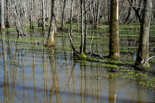 Southern state wetlands in spring. Captured near Cumming in Georgia (USA).