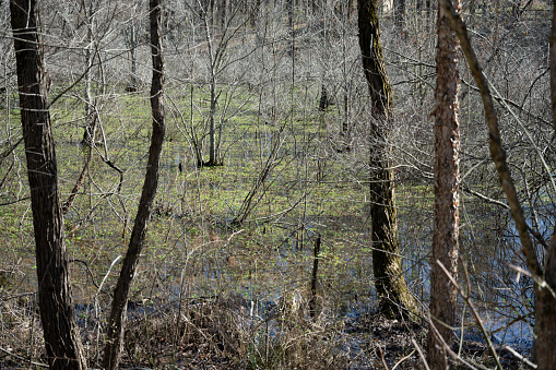 Southern state wetlands in spring. Captured near Cumming in Georgia (USA).