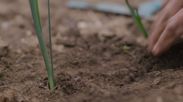 Close-up of planting leek (4k)