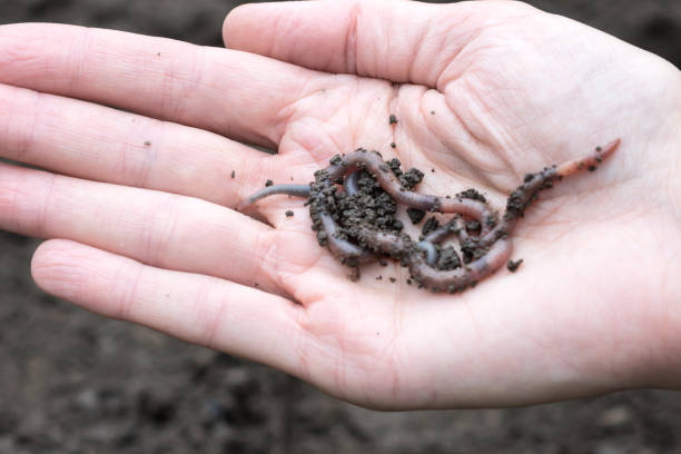 Earthworms on palm of woman in agricultural field background, earthworms on human hand stock photo