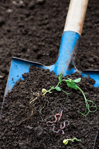 Earthworms and green pea sprout in soil on blue color shovel in agricultural field background, earthworms in dirt, sustainable agriculture and gardening concept with earthworms