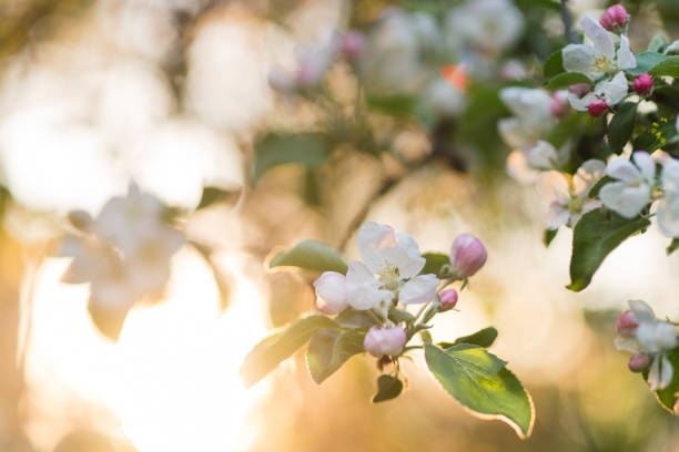 istock Closeup of a fruit tree with white blossom in spring. 1396312332