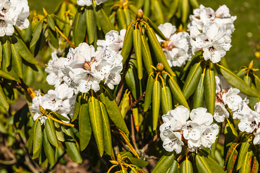Rhododendron flowers grow and bloom in the botanical garden.