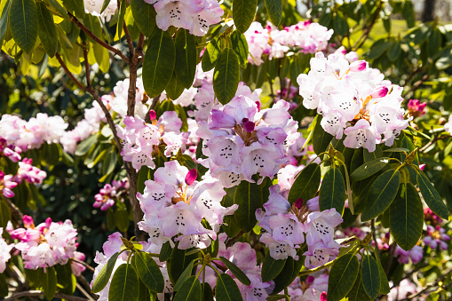 Rhododendron flowers grow and bloom in the botanical garden.