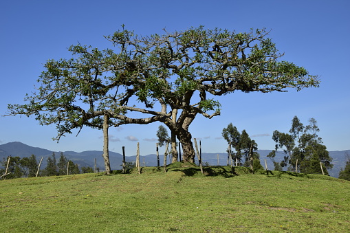 Tropical rain forest at Henry Pittier National Park, Venezuela