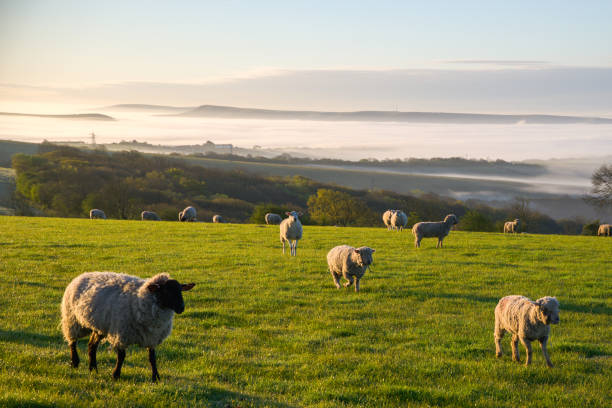 istock Sheep And The Early Morning Fog 1396314881
