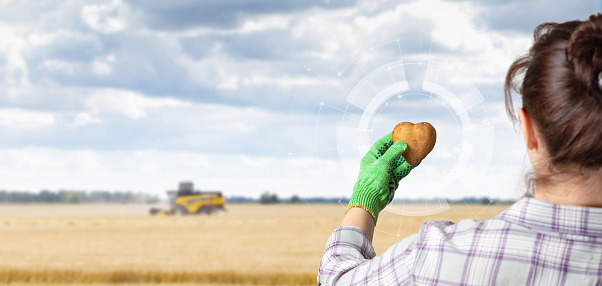 The farmer shows a potato in the form of a heart on the background of the field.