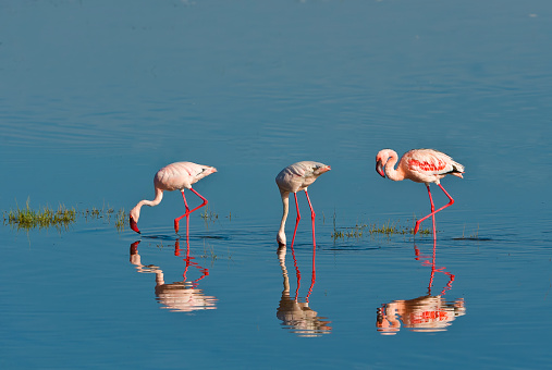 The lesser flamingo (Phoenicopterus minor) is a species of flamingo occurring in sub-Saharan Africa. Lake Nakuru National Park, Kenya. Feeding.