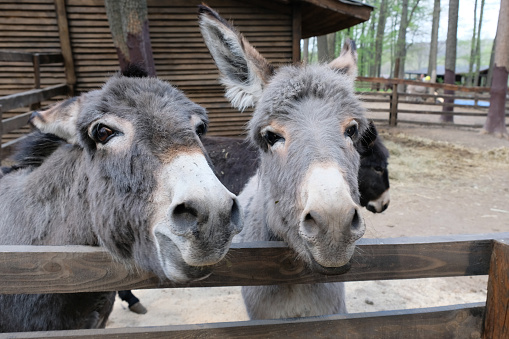 Two donkeys are looking into the camera. Gray donkeys stand behind a wooden fence in the zoo close-up.