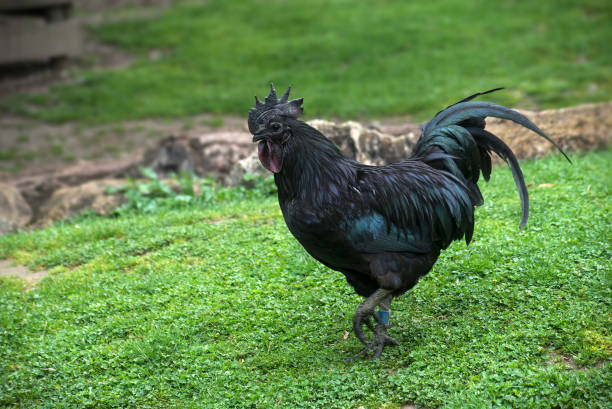 istock black cock walking in a farm 1396315406