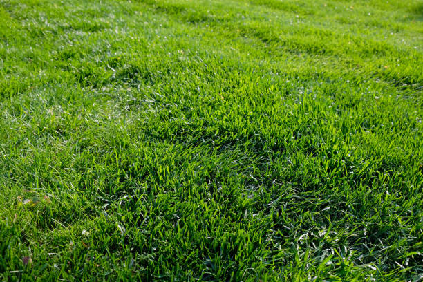 istock Meadow with fresh, saturated green grass 1396316579