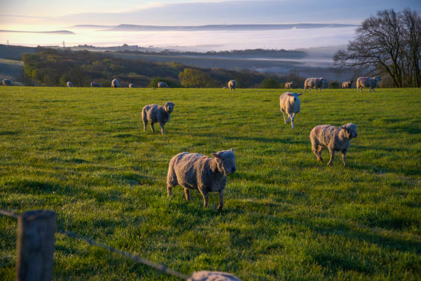 istock Sheep And The Early Moring Fog 1396316689