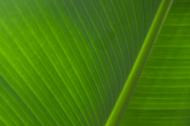 istock Green banana leaf close-up. 1396316776