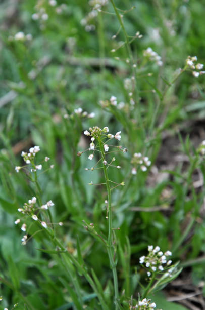 istock In nature, bloom Capsella bursa-pastoris 1396318232