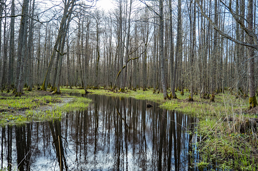 swamp tourist trail. spring in Sloka Lake walking trail. Latvia. Landscape. Baltic. Soft focus