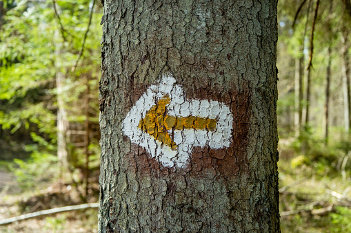 Yellow tourist sign pointing to the right drawn on spruce trunk in the Latvian woods.