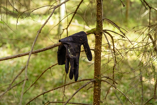 Lost glove on a tree branch points the way on an spring day in may