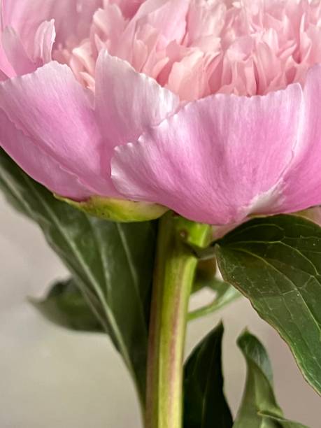 istock Pink Peonies in Vase 1396318609