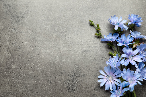 Beautiful chicory flowers on grey background, flat lay. Space for text