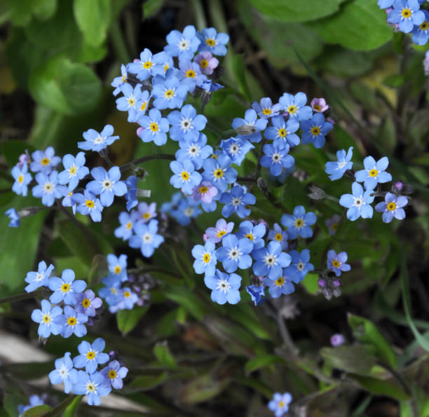 Field Forgetmenot Stock Photo - Download Image Now - Beauty