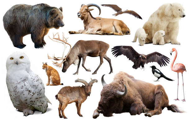 istock animal birds europe isolated 1396319588