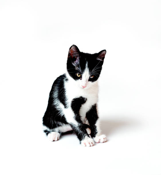 istock The kitten looks down attentively, with a reproachful look. White background 1396319908