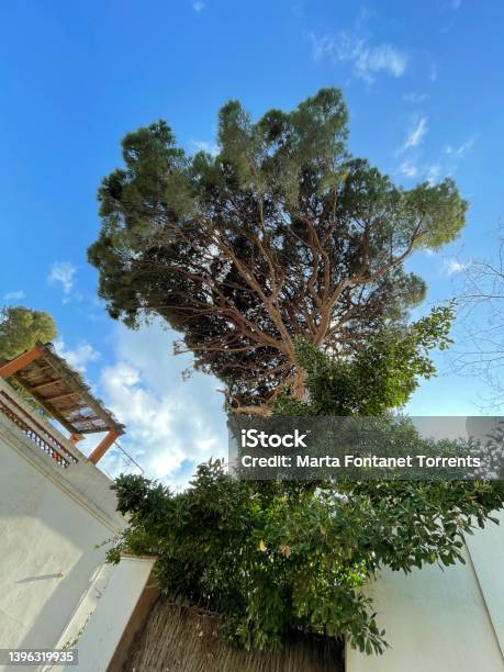 Tree In The Sky Of Llafranc Costa Brava Stock Photo - Download Image Now - Beauty, Beauty In Nature, Blue