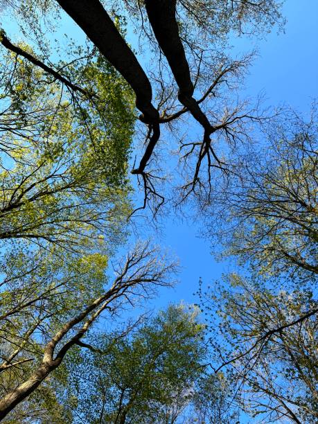 istock Looking up at the Treetops and Sky in Spring 1396320788