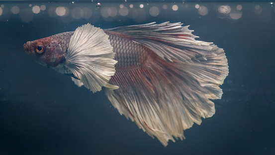 Siam fighting​ fish and​ the​ bokeh background.