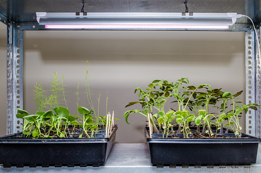 Indoors seedlings under LED on a metal shelf