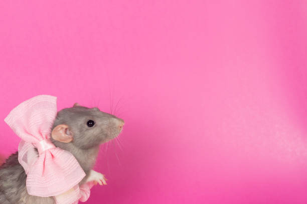 istock Gray rat on a pink background with a pink bow for a holiday 1396321386